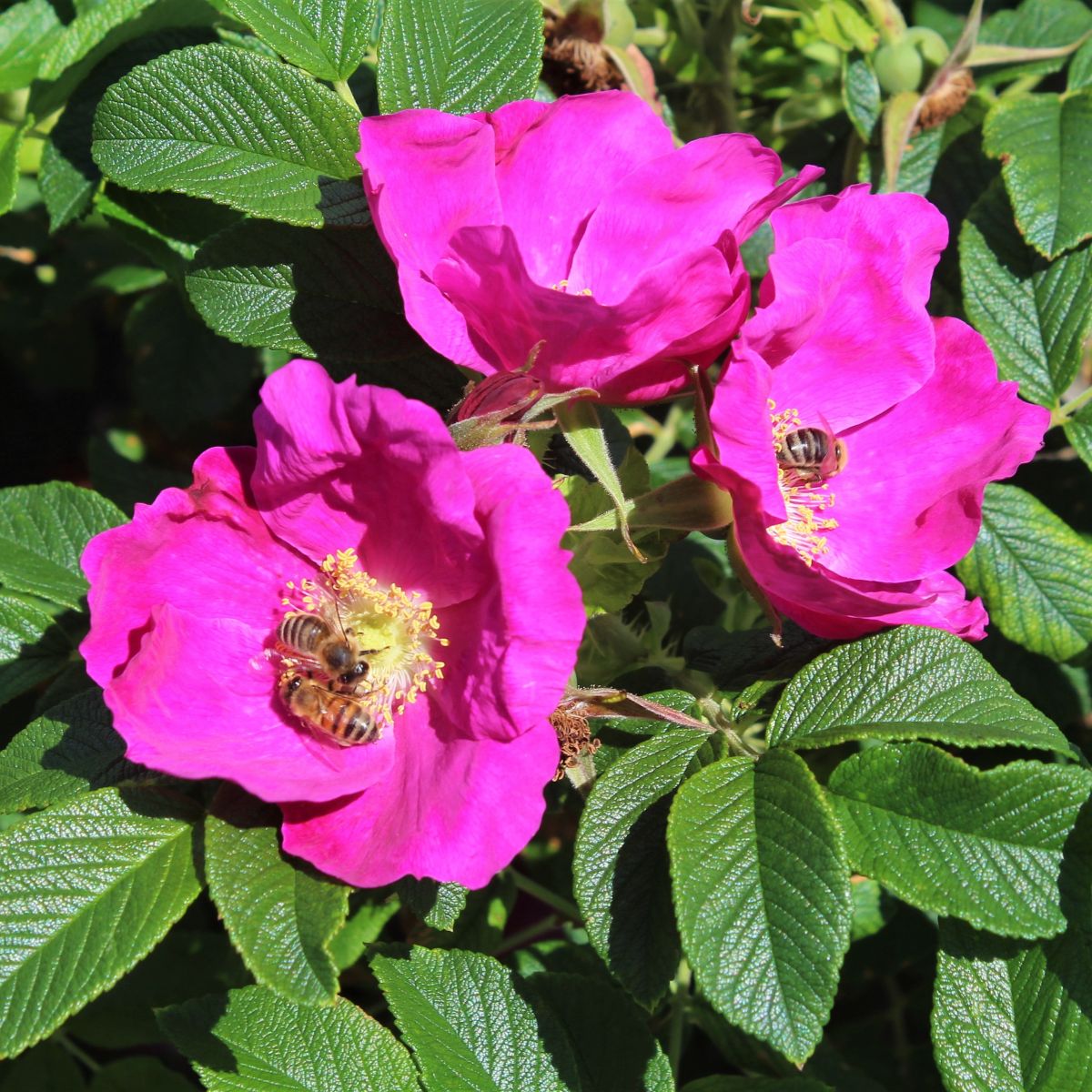 Rosa rugosa (pink)