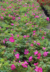 Rosa rugosa (pink) – Loen Nursery, Inc.