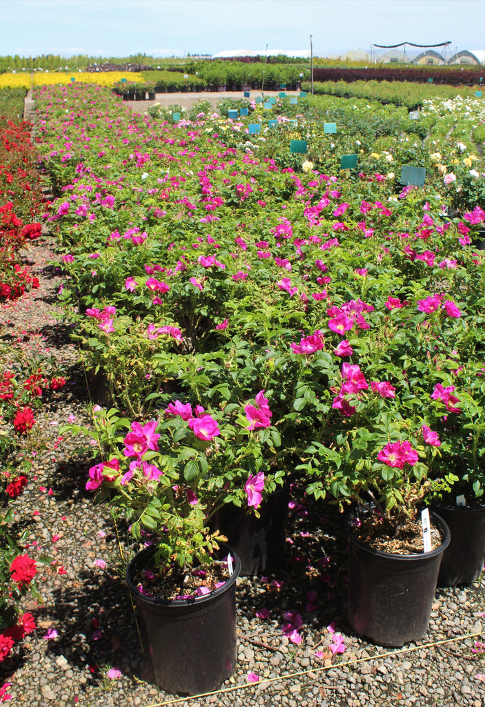 Rosa rugosa (pink) – Loen Nursery, Inc.