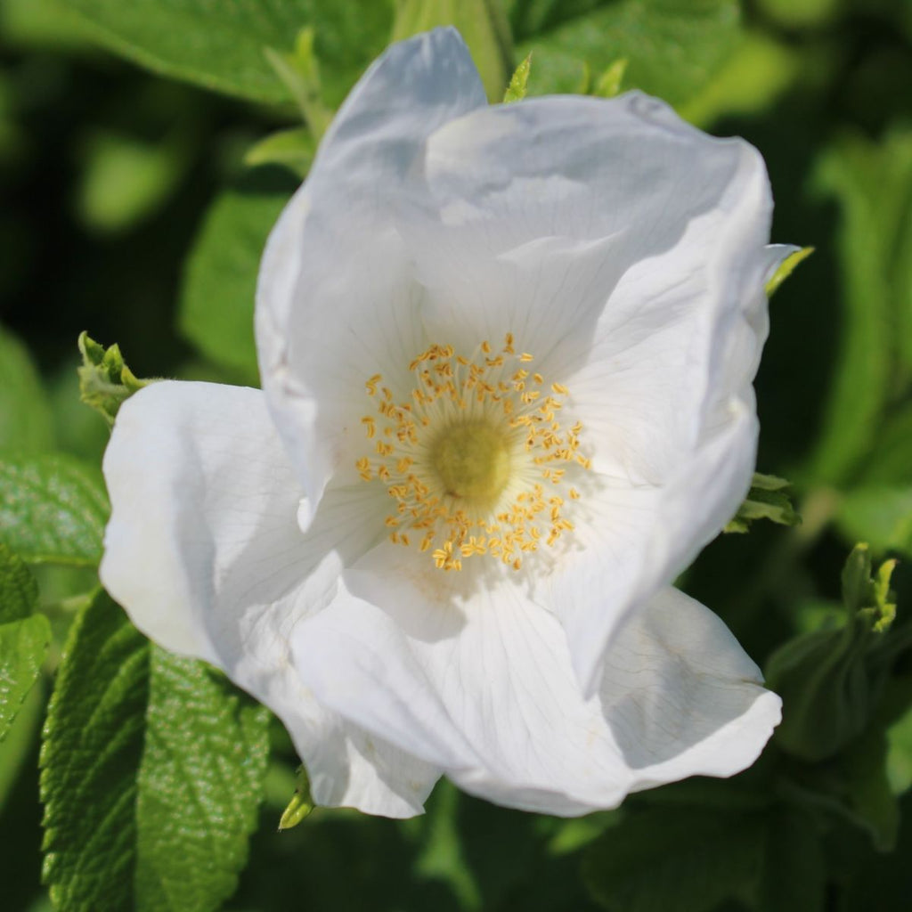 Rosa rugosa 'Alba' (white)