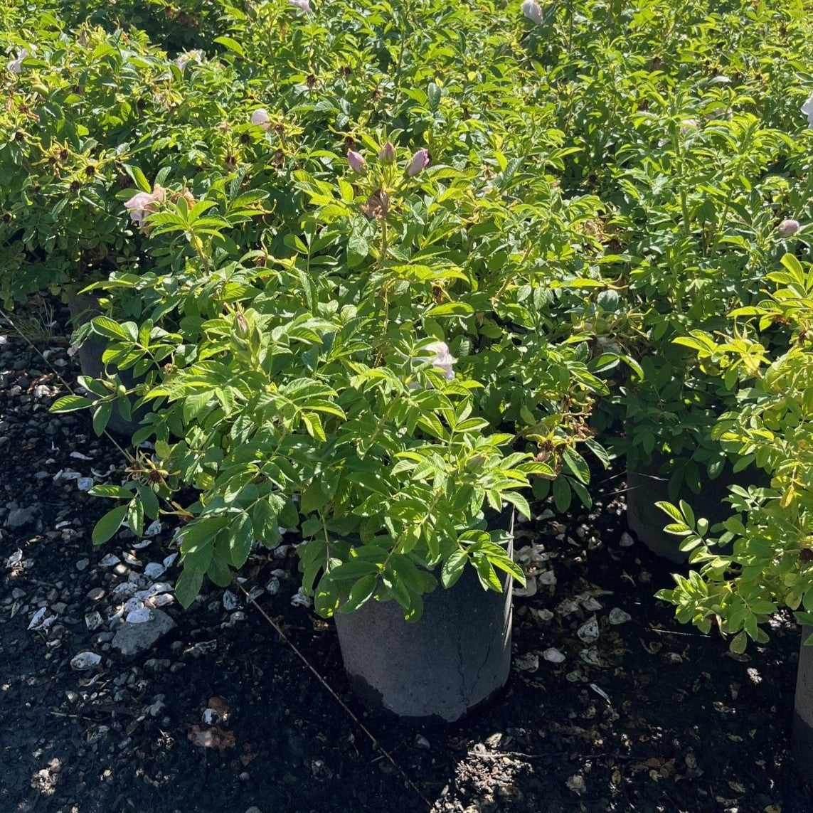 Rosa rugosa 'Blanc Double De Coubert' (white)