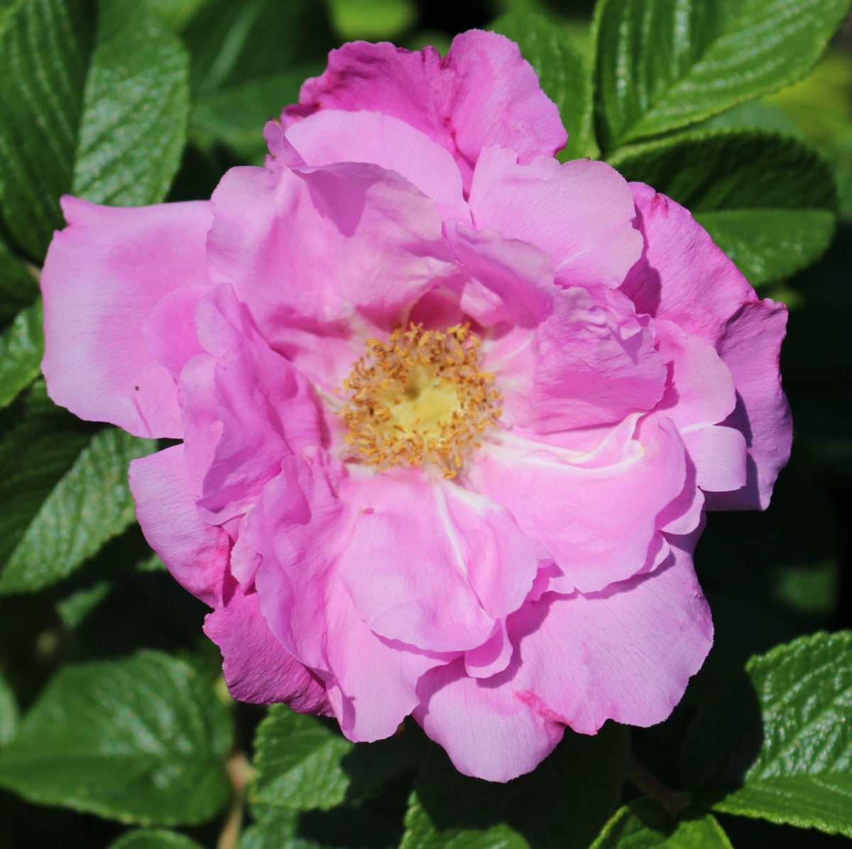 Rosa rugosa 'Pink Pavement' (pink)