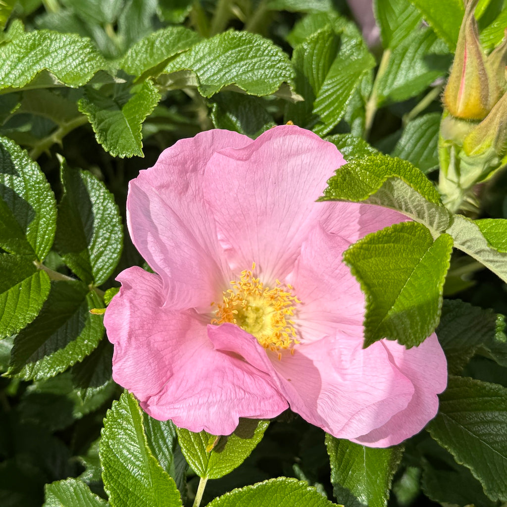 Rosa rugosa 'Frau Dagmar Hartop' (pink)