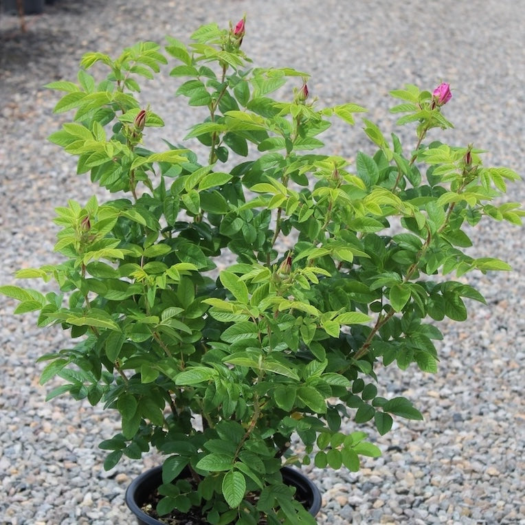 Rosa rugosa 'Hansa' (red/purple)