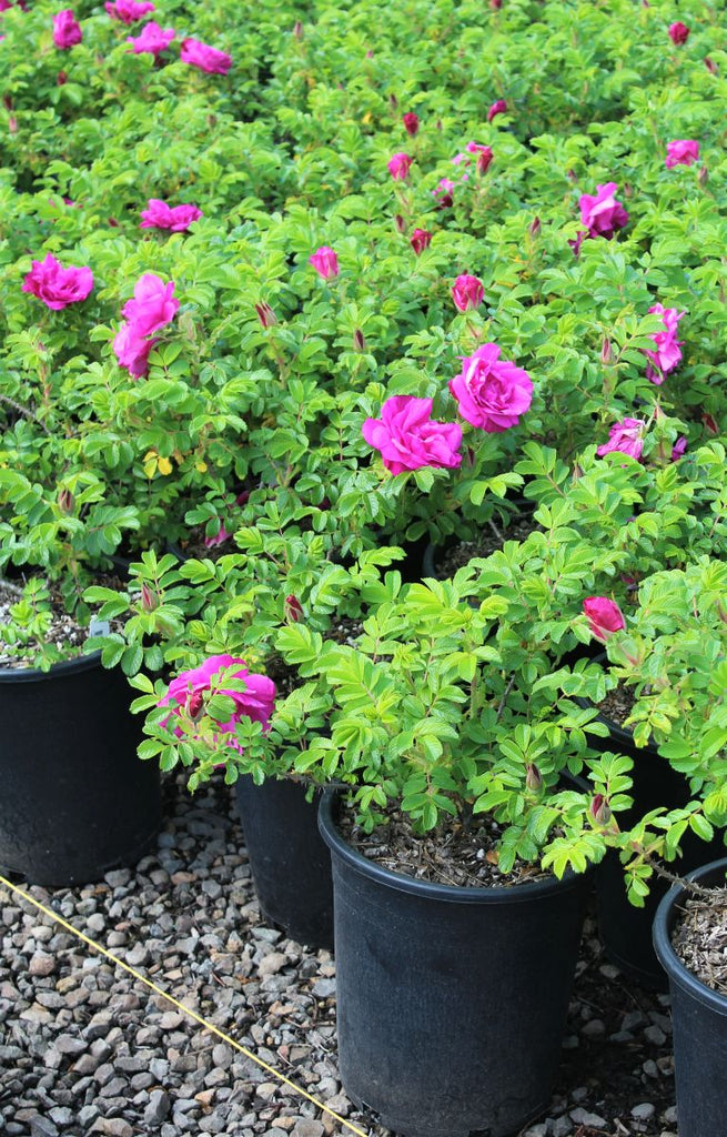 Rosa rugosaさま専用！ Rosa rugosa 'Pink Pavement' (pink) – Loen Nursery, Inc.