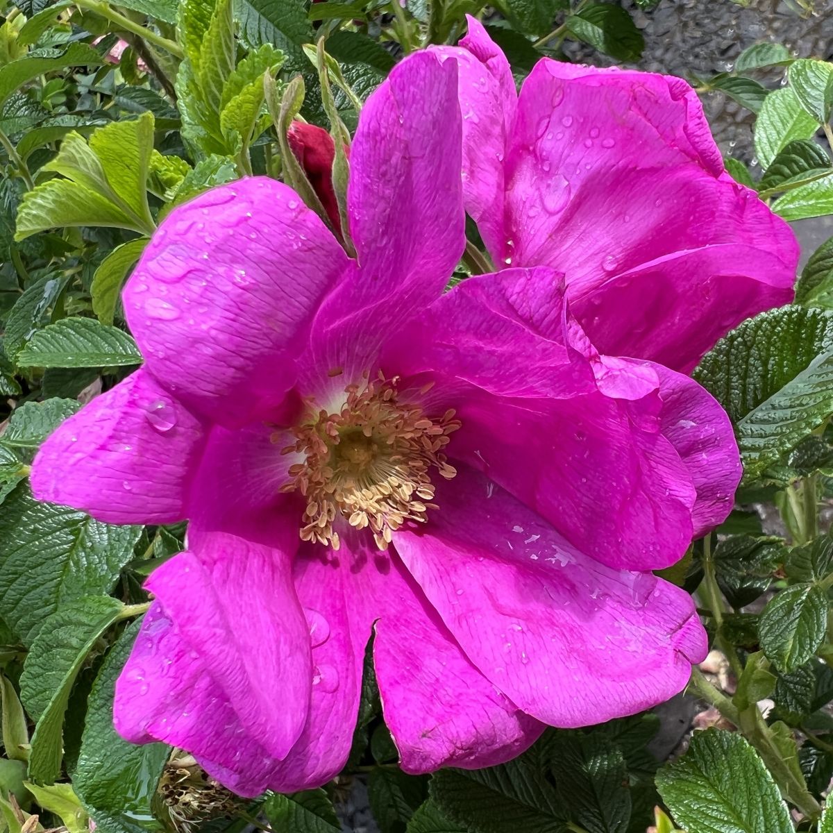 Rosa rugosa Raspberry Rugostar® PP15937 (pink)