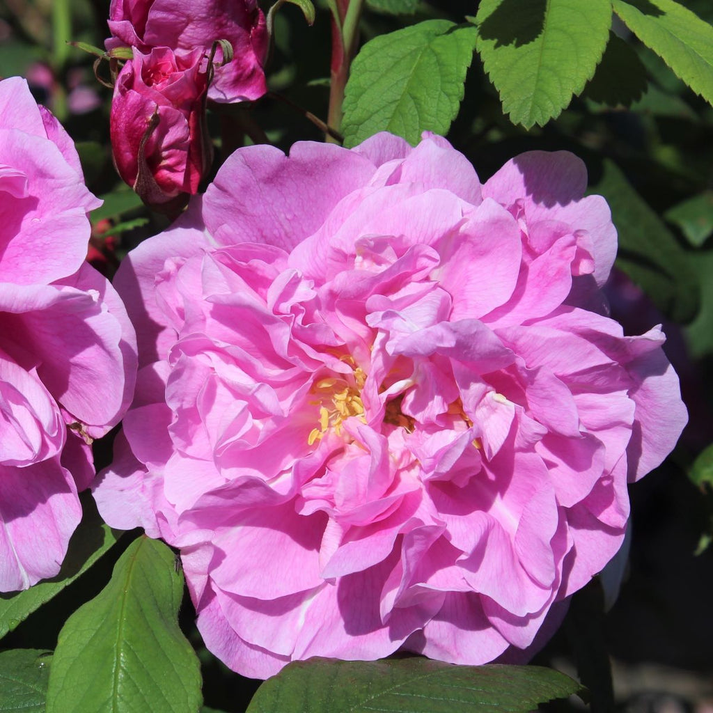 Rosa rugosa 'Therese Bugnet' (pink)