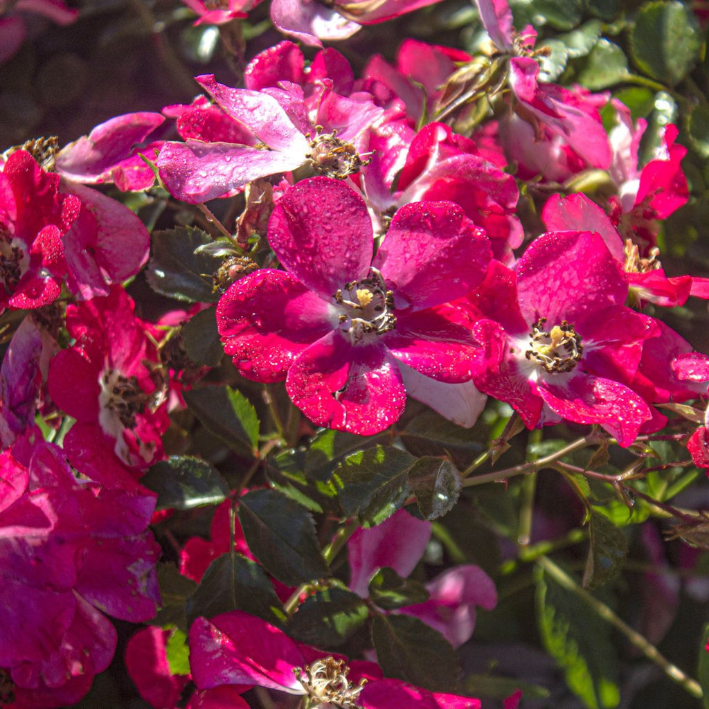 Rosa sb. COLOR CHOICE® OSO EASY® Cherry Pie PW PP19258 (red)