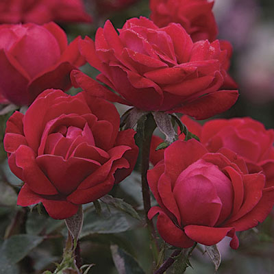 Rosa sb. DOUBLE KNOCK OUT® PP16202 (red)