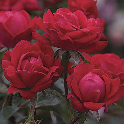 Rosa sb. DOUBLE KNOCK OUT® PP16202 (red)