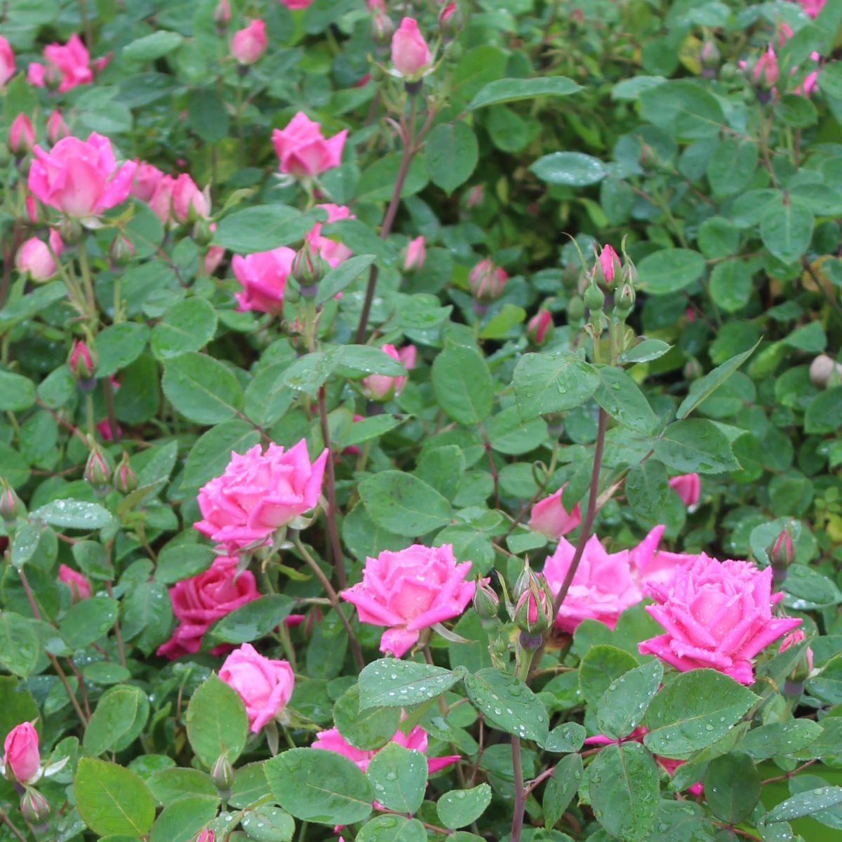 Rosa sb. DOUBLE PINK KNOCK OUT® PP18507 (pink)