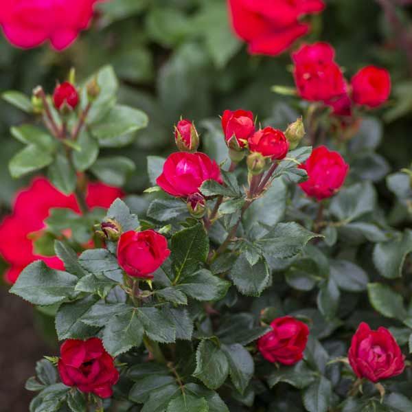Rosa sb. PETITE KNOCK OUT® PP30811 (deep red)