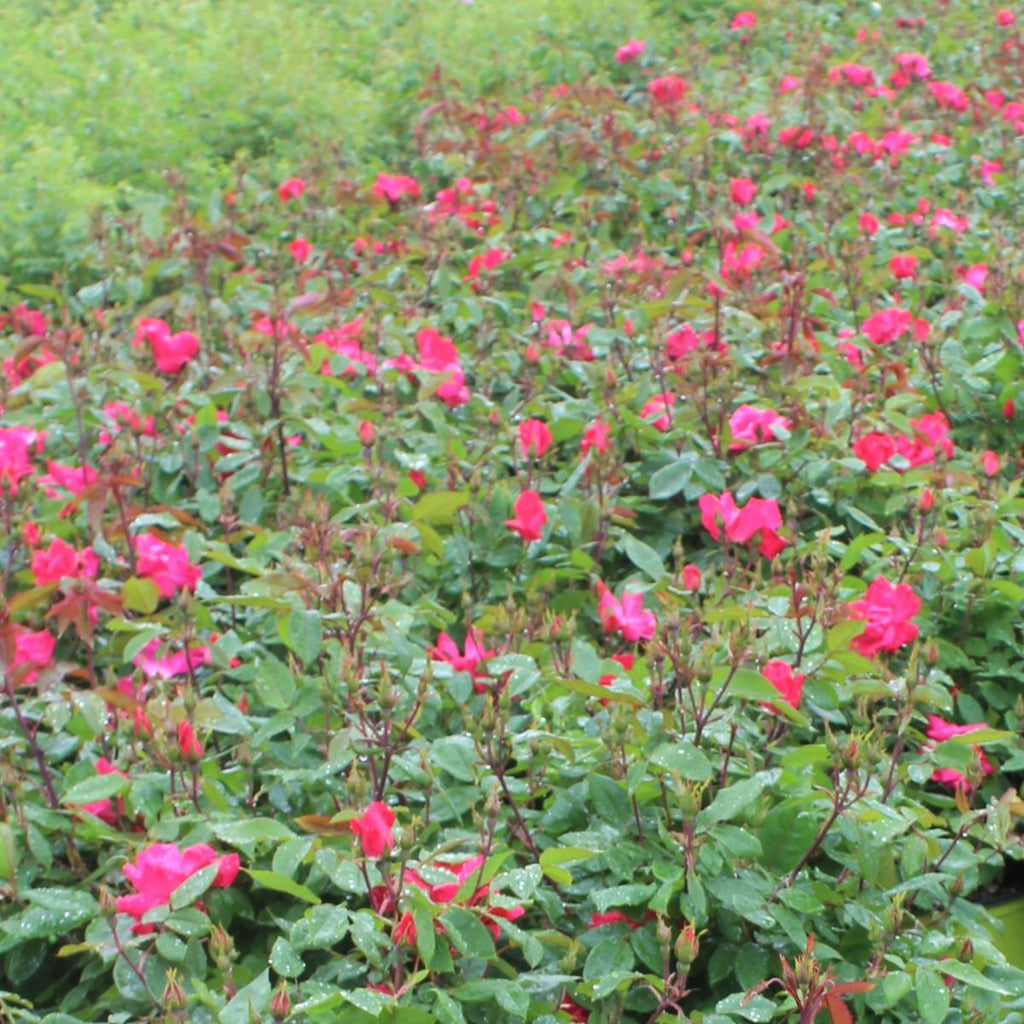 Rosa sb. KNOCK OUT® Red PP11836 (red)