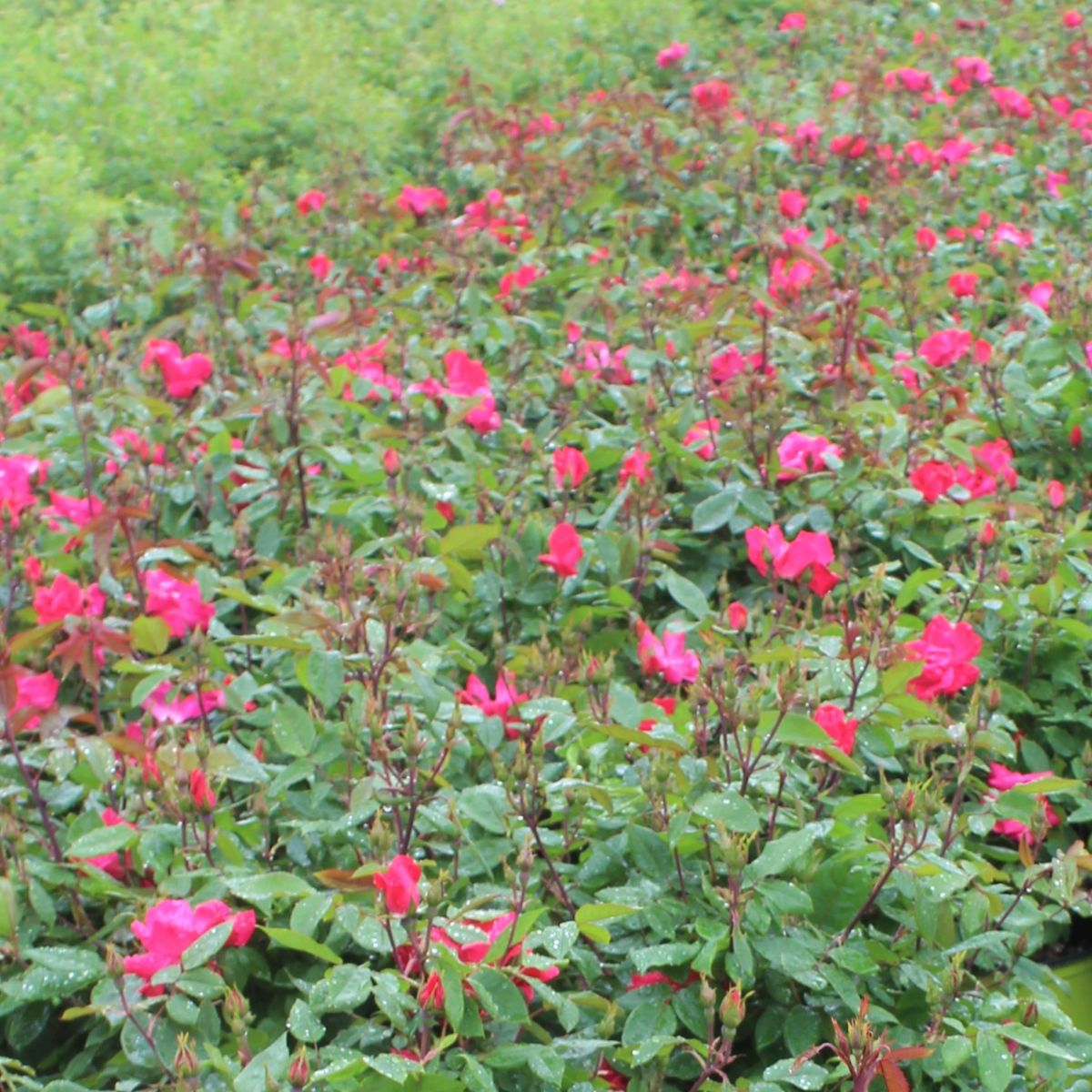 Rosa sb. KNOCK OUT® PP11836 (red)