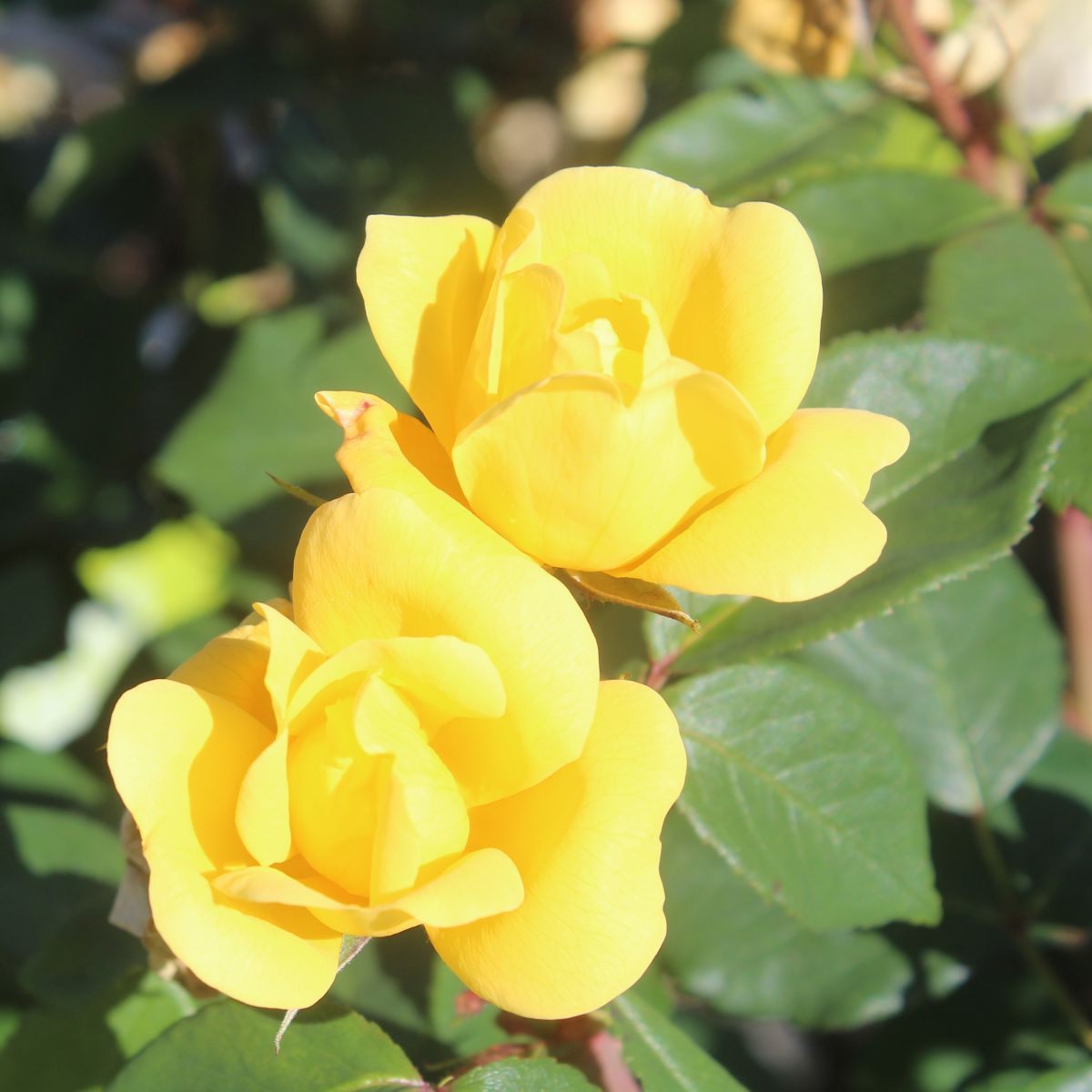 Rosa sb. SUNNY KNOCK OUT® PP18562 (yellow)