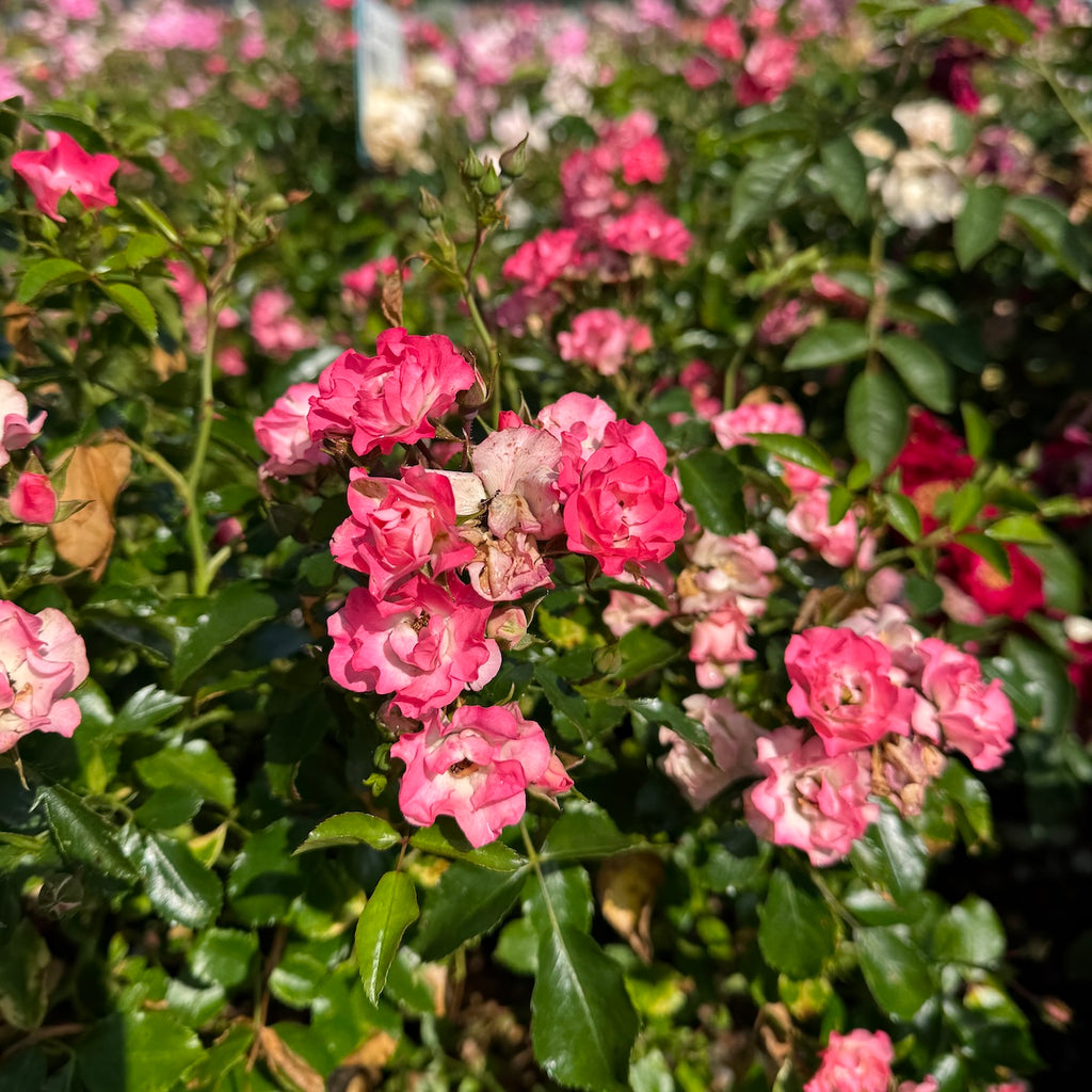 Rosa sb. FAIRY MEIDILAND® (pink)