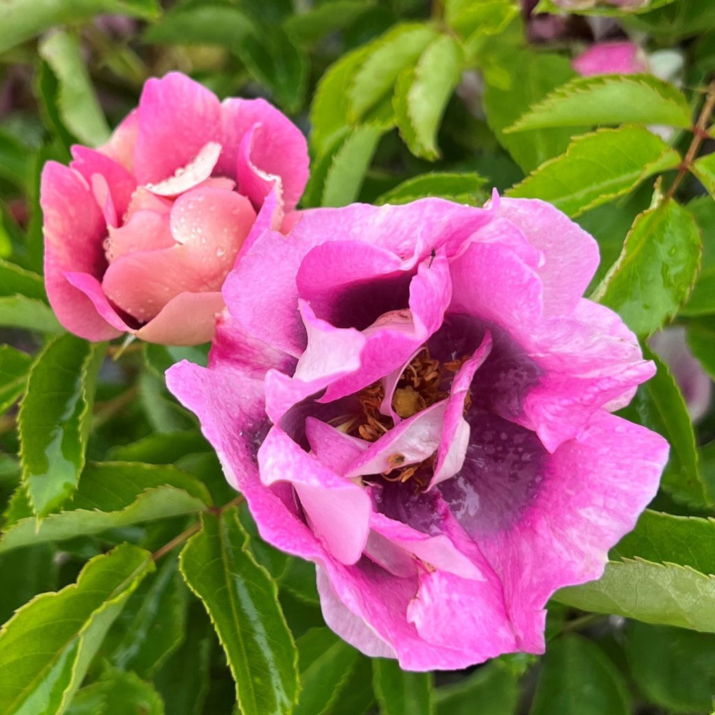 Rosa sb. 'Easy On The Eyes' (multi)