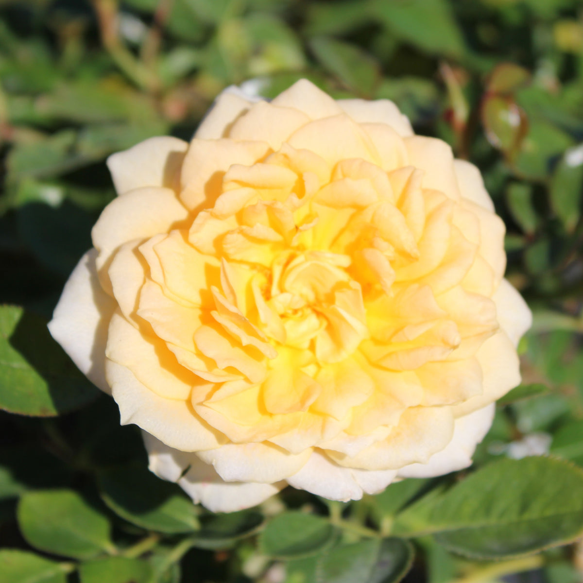 Rosa sb. 'Edith's Darling' ™ PPAF (apricot)