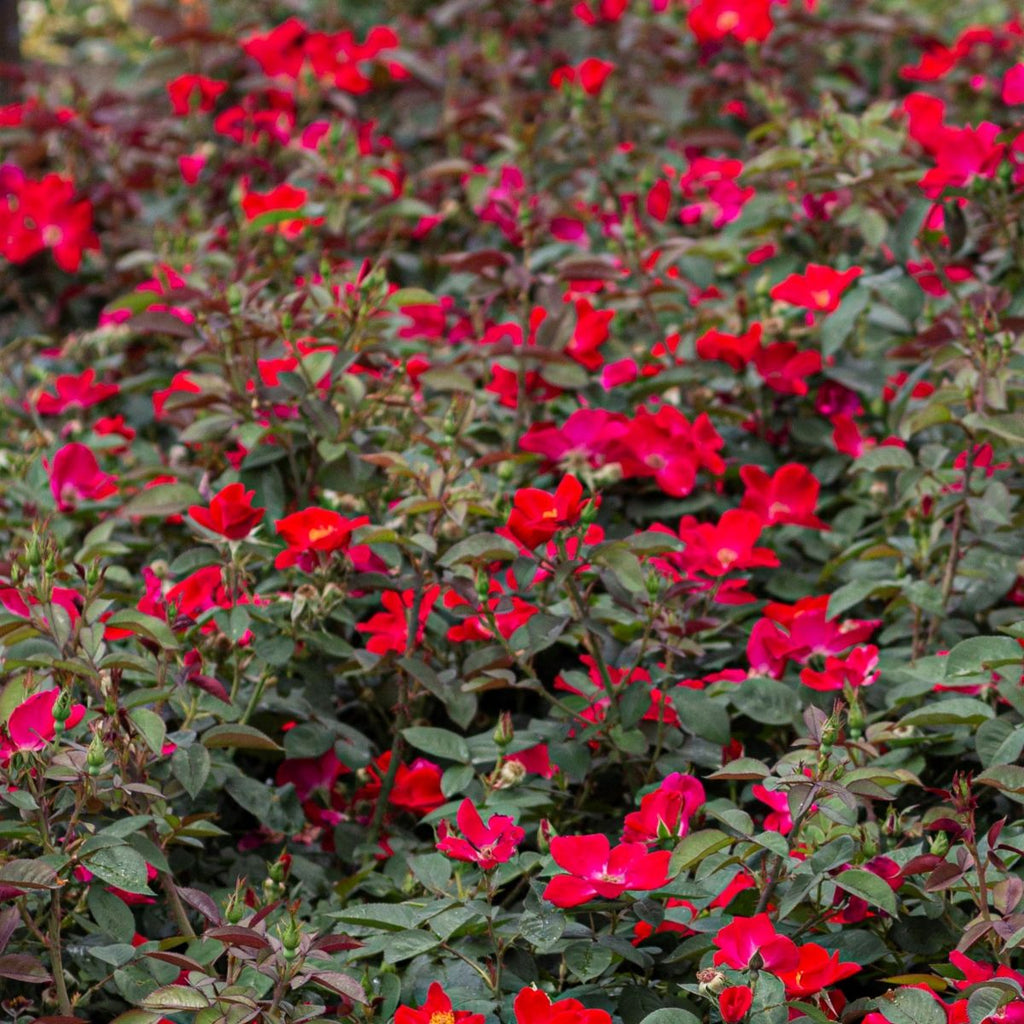 Rosa sb. 'Home Run'® PW PP18552 (red)