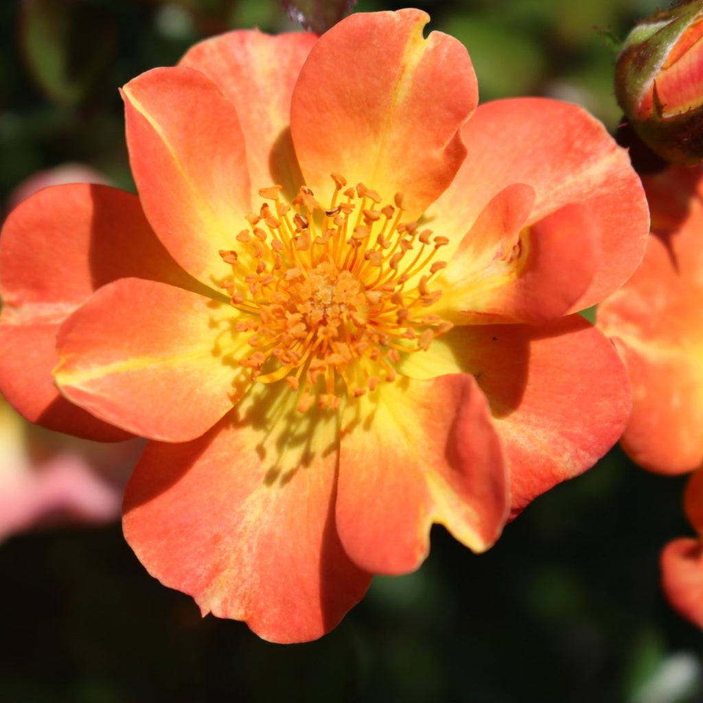 Rosa sb. COLOR CHOICE® OSO EASY® Paprika PW PP18347 (coral)