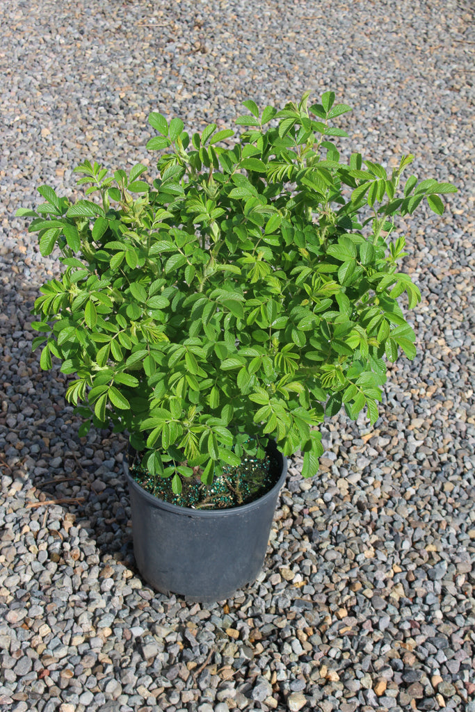 Rosa rugosa Raspberry Rugostar® PP15937 (pink) – Loen Nursery, Inc.