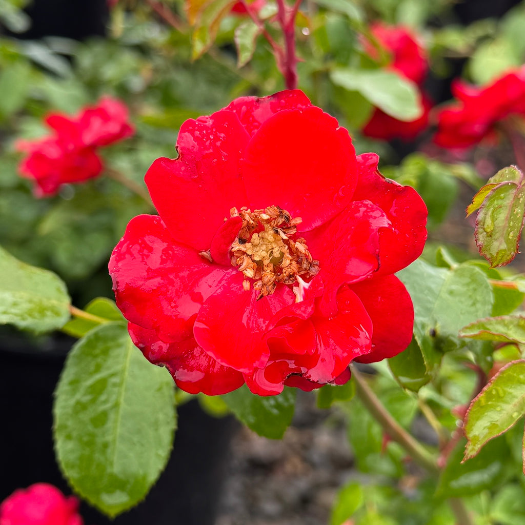 Rosa sb. 'Sevillana'®