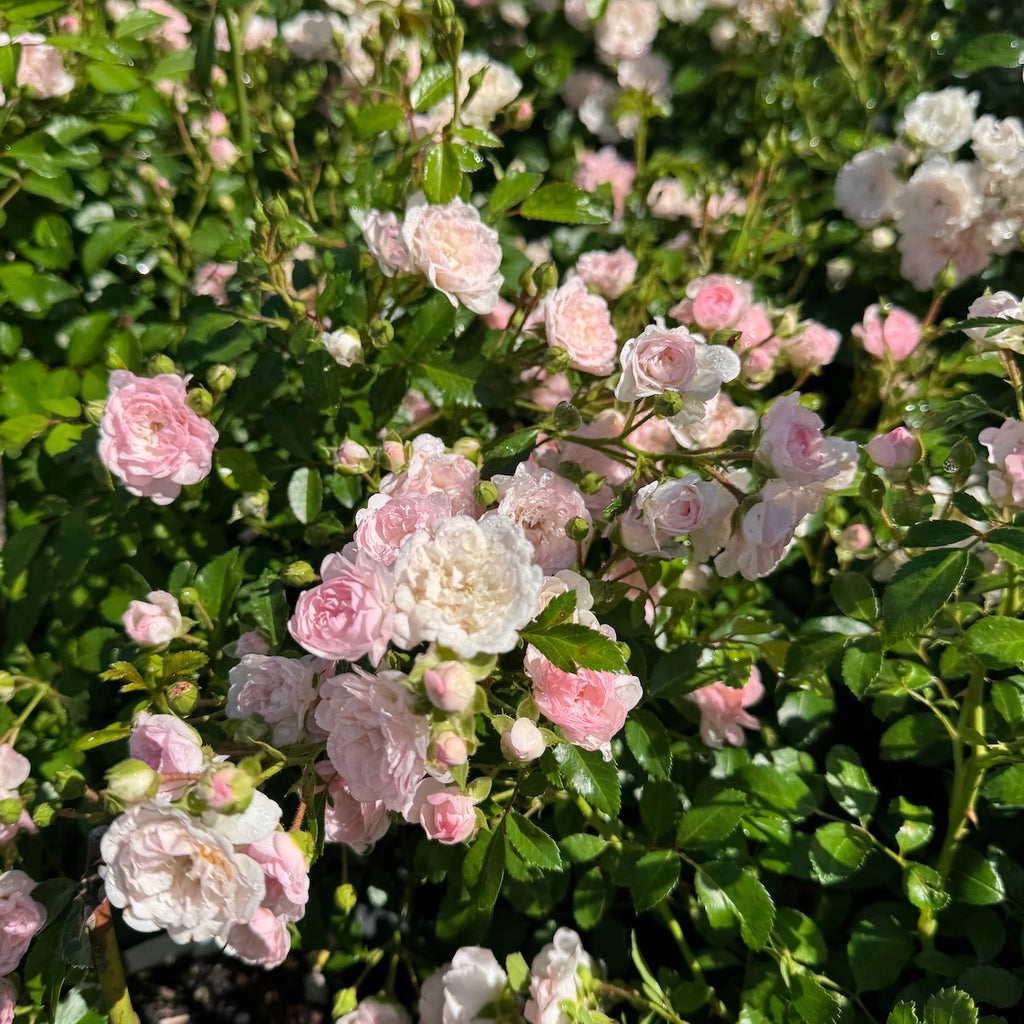 Rosa sb. 'The Fairy' (pink)