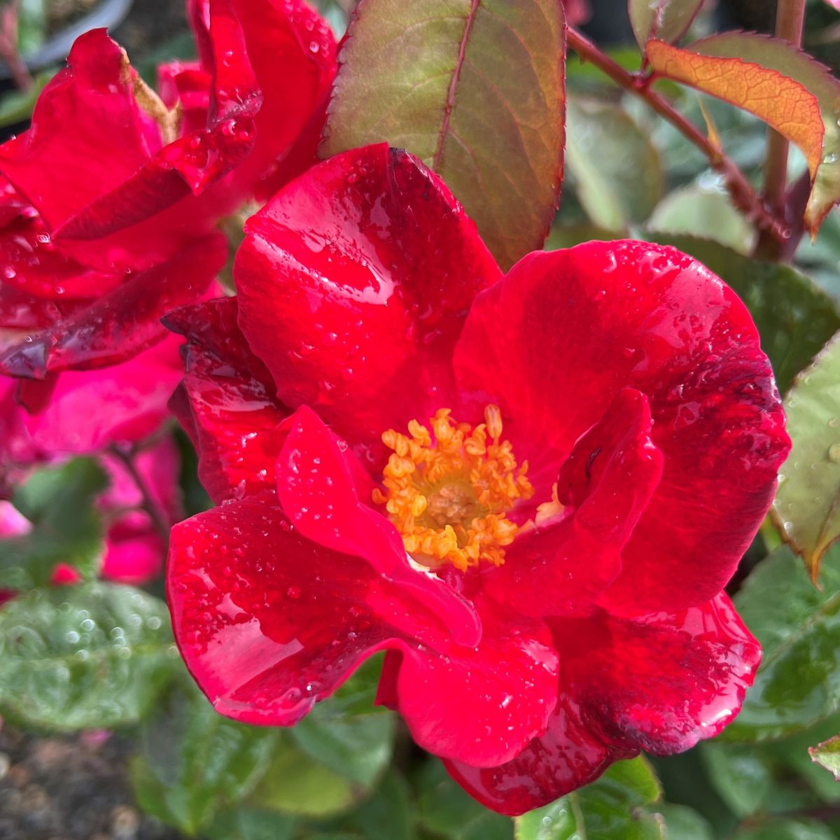 Rosa sb. 'Top Gun' ™ (red)