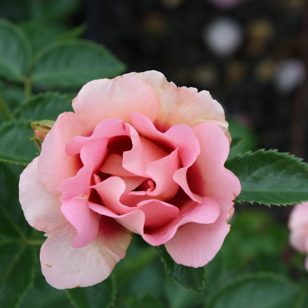 Rosa sb. EYECONIC® Melon Lemonade PP25125 (orange)