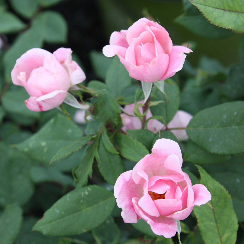 Rosa sb. BLUSHING KNOCK OUT® PP14700 (pink)