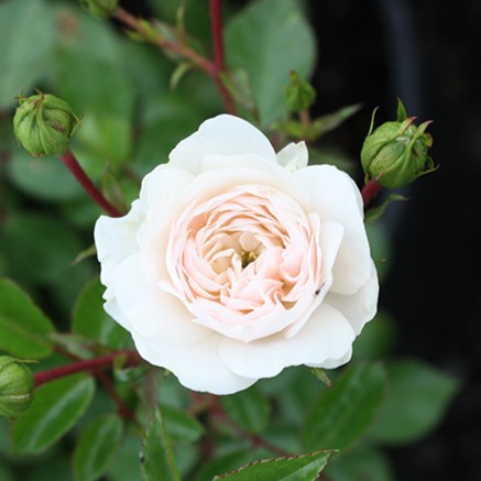 Rosa sb. 'Sea Foam' (white)