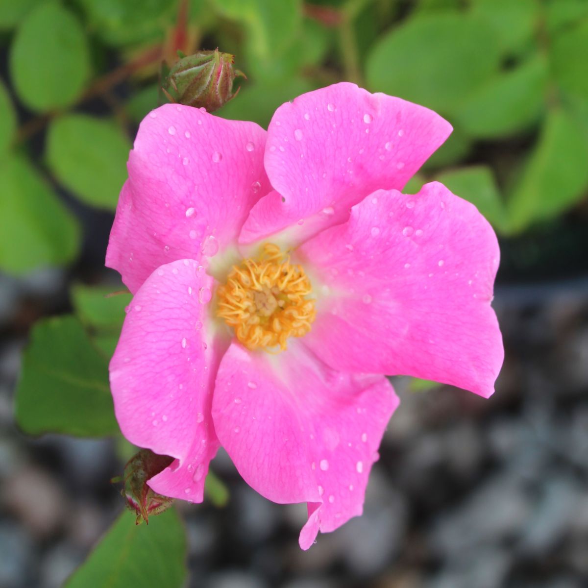 Rosa sb. x 'Nearly Wild' (pink)