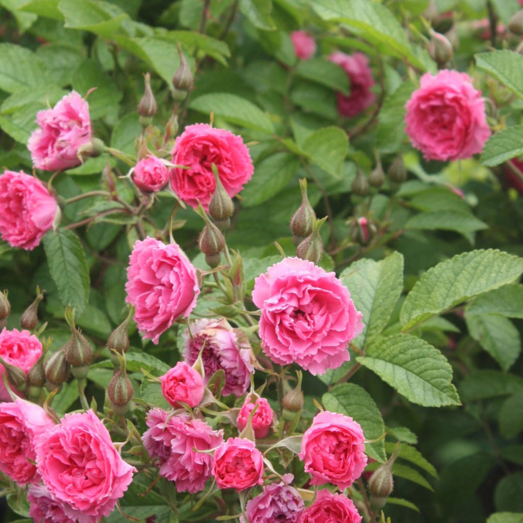 Rosa rugosa 'Pink Grootendorst' (pink)