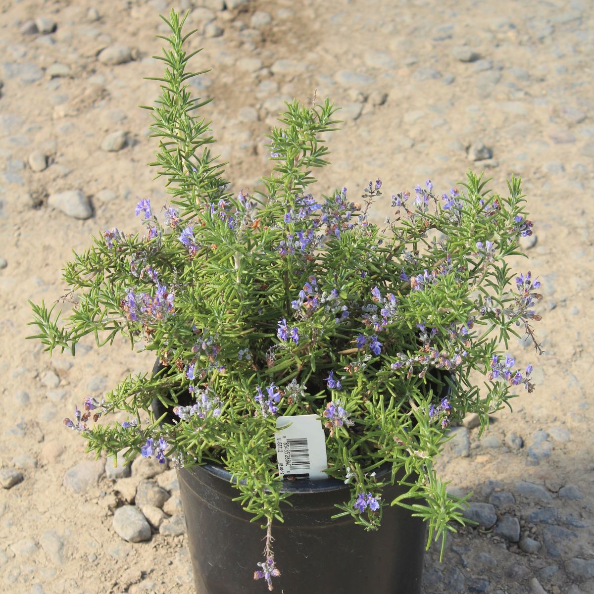Rosmarinus officinalis 'Irene'