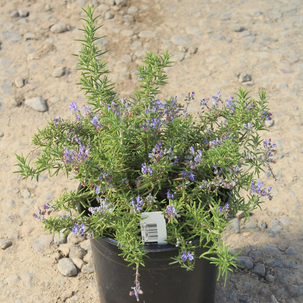 Rosmarinus officinalis 'Irene'