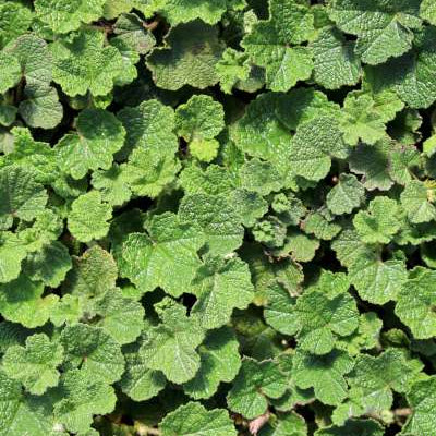 Groundcover, Rubus calycinoides 'Emerald Carpet'- 25 per flat
