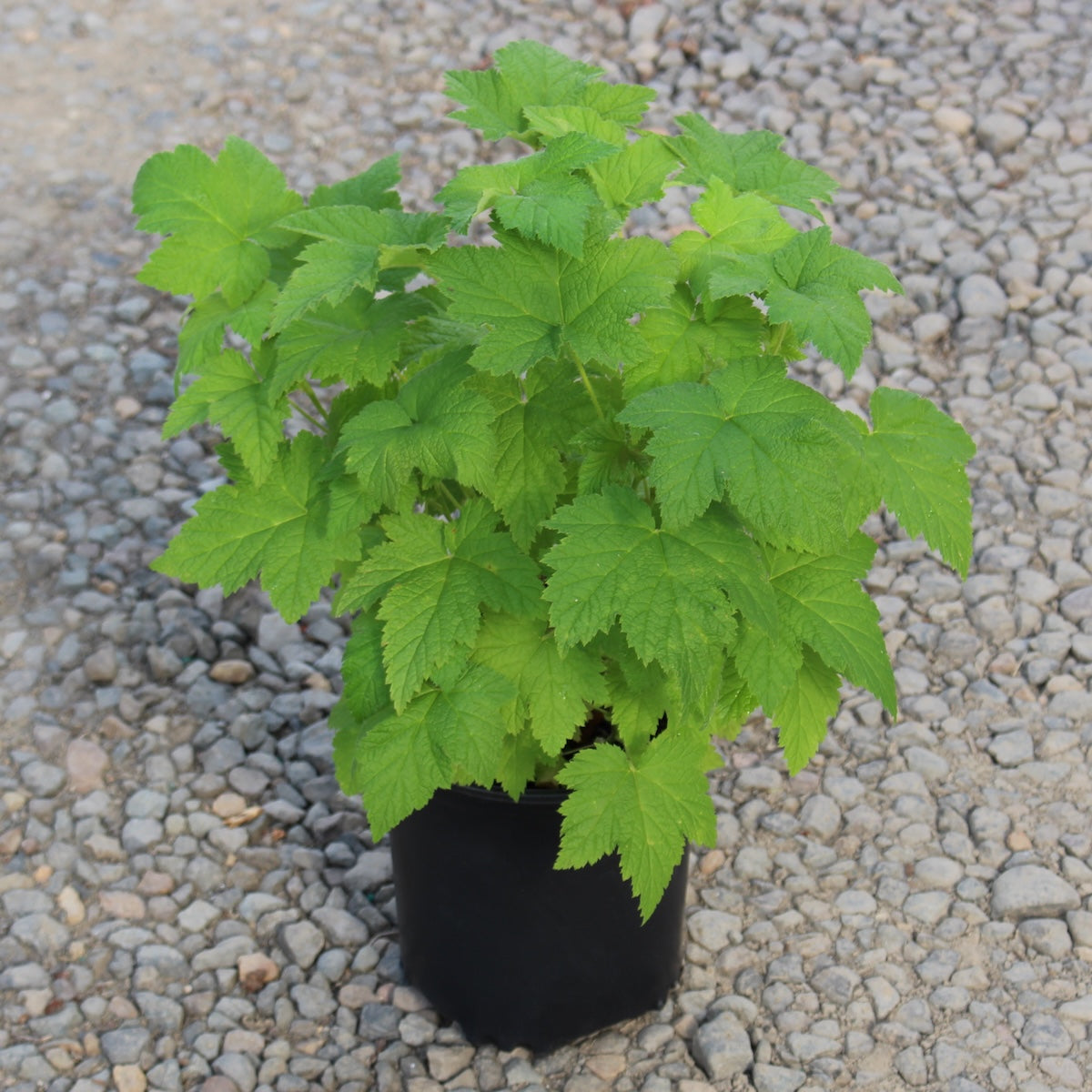 Rubus parviflorus
