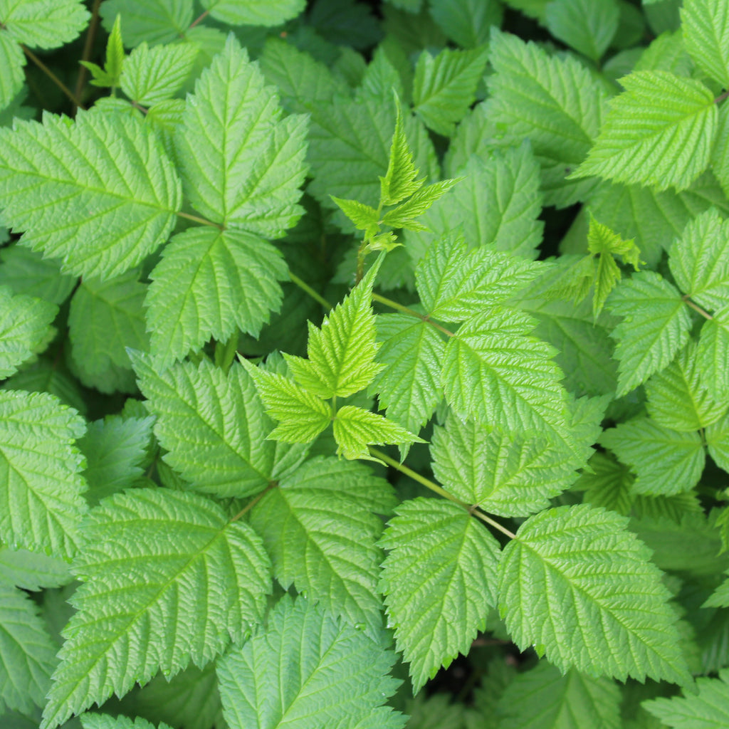 Rubus spectabilis (pink/red)