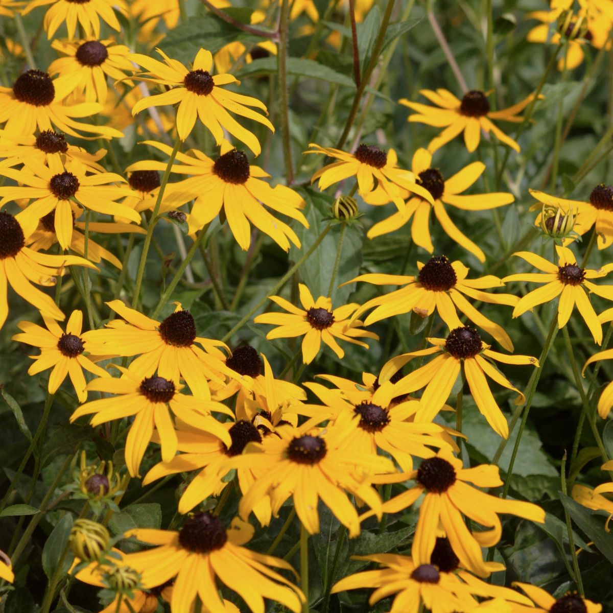 Rudbeckia f. 'Goldsturm'