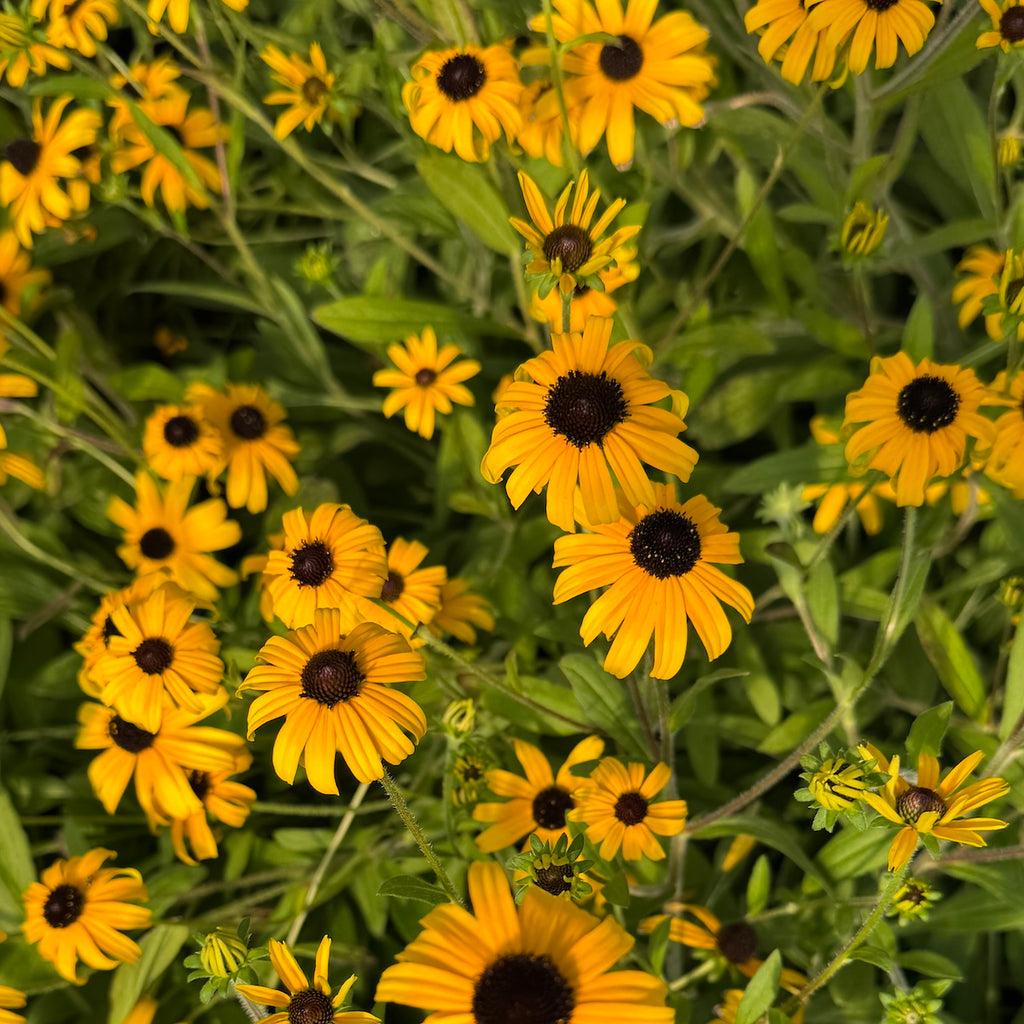 Rudbeckia 'American Gold Rush' PP28498
