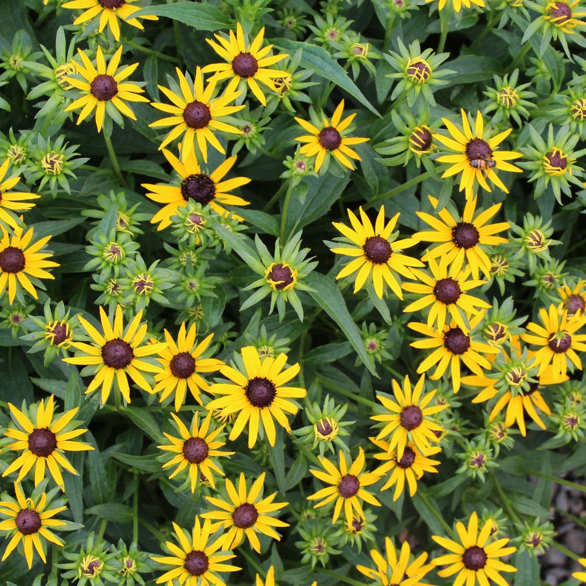 Rudbeckia f. 'Little Goldstar'