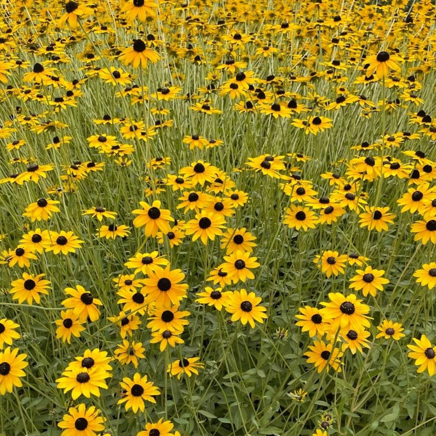 Rudbeckia fulgida
