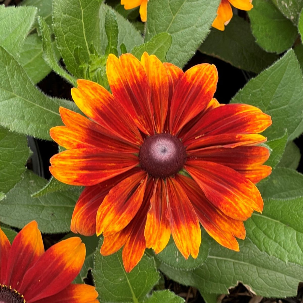 Rudbeckia h. SMILEYZ™ 'Glowing' PPAF