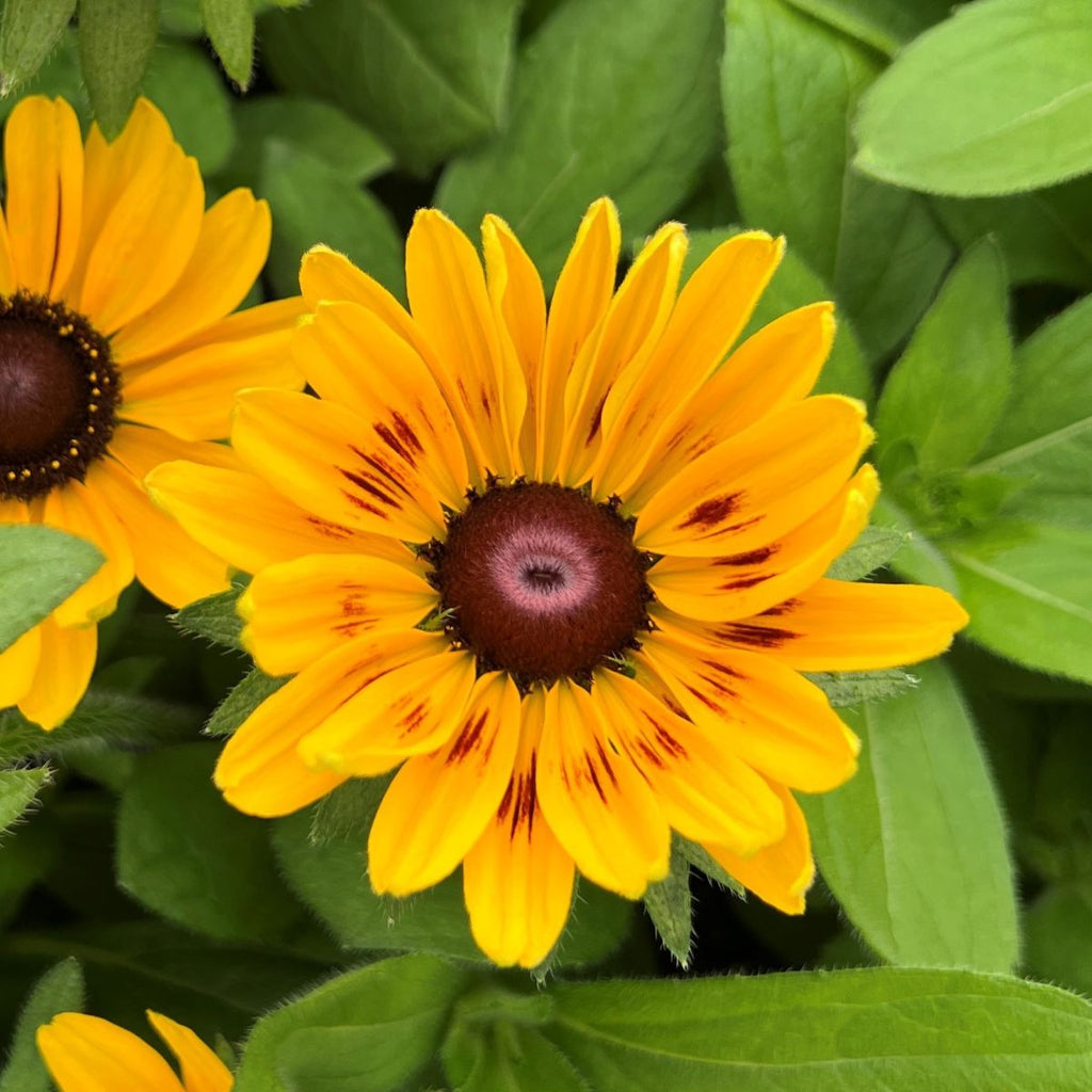 Rudbeckia h. SMILEYZ™ 'Giggling' PPAF