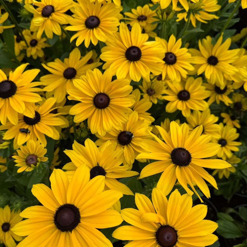 Rudbeckia h. SmileyZ® 'Sunny' PPAF