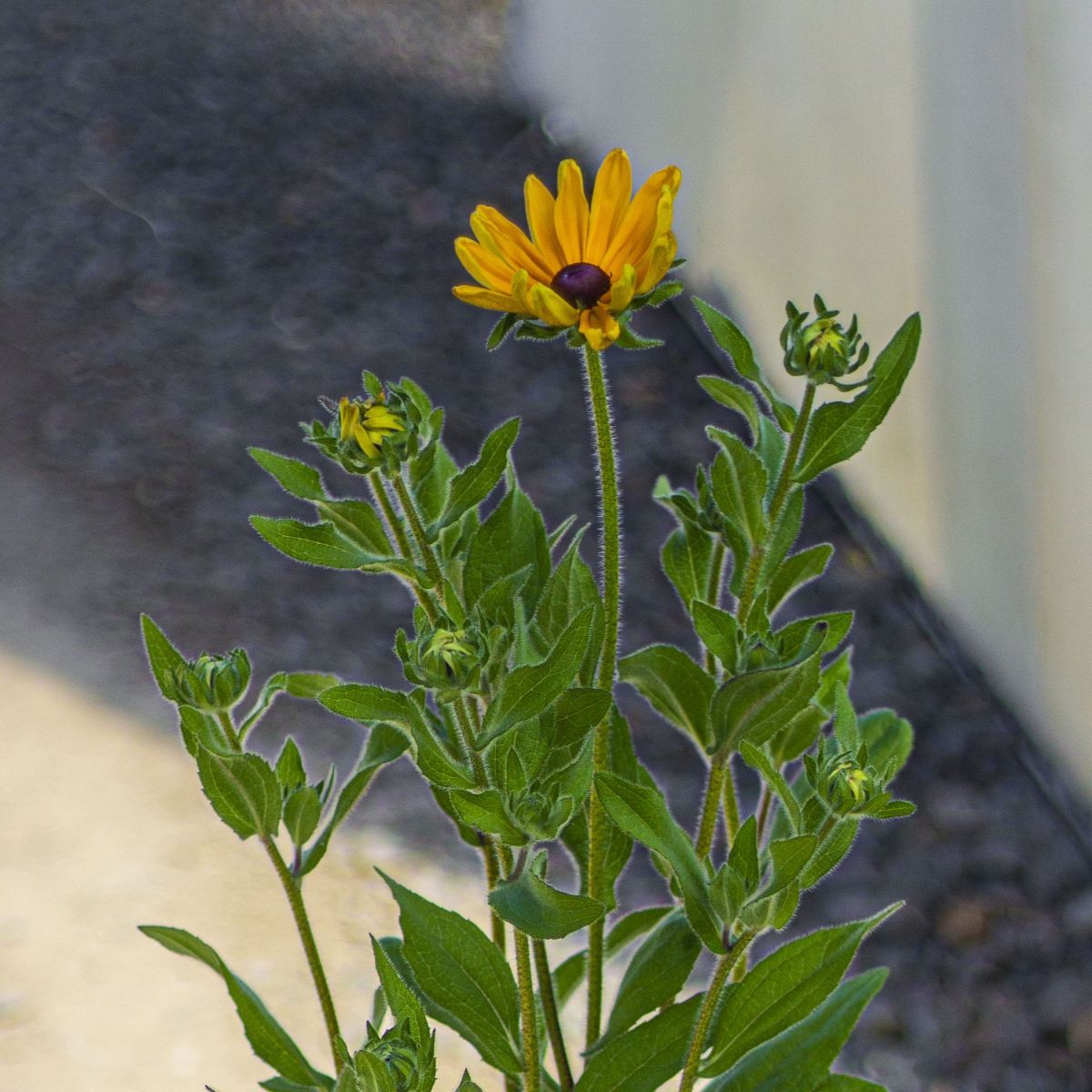 Rudbeckia h. 'Indian Summer'