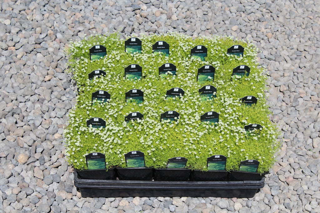 Groundcover, Sagina subulata 'Aurea' (Scotch Moss)- 25 per flat