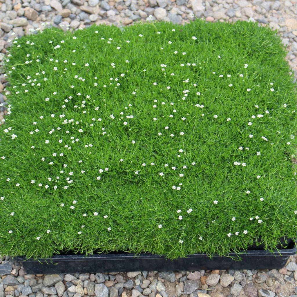 Groundcover, Sagina subulata 'Irish'- 25 per flat
