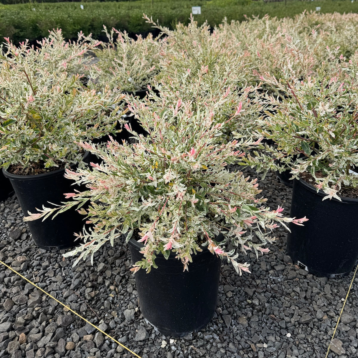 Salix in. 'Hakuro Nishiki'
