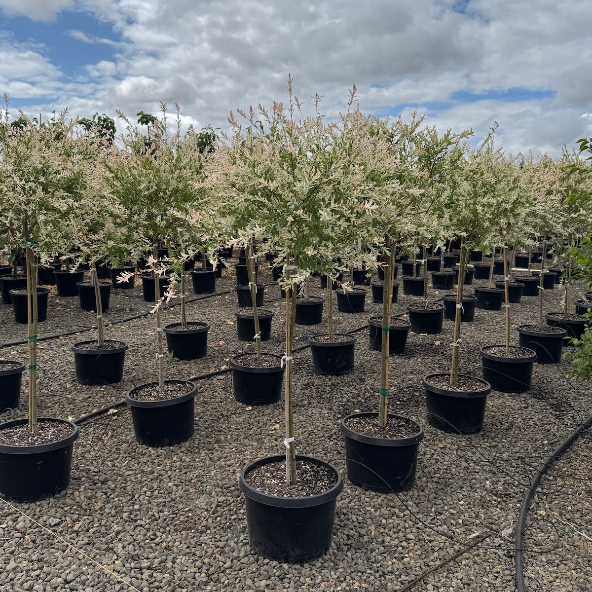 Salix in. 'Hakuro Nishiki', 36" STD